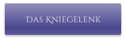 Das Kniegelenk