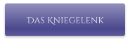 Das Kniegelenk